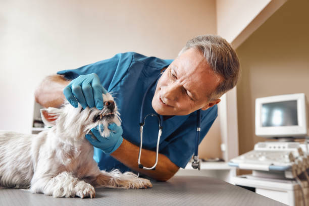 Best Emergency X-Rays and Diagnostics in Sherwood, WI